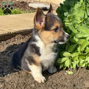 Anthony, Pembroke Welsh Corgi Puppy